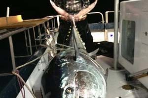 Blu fin tuna all tackle record2.jpg